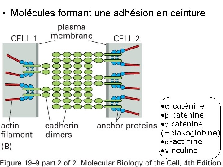 • Molécules formant une adhésion en ceinture Fig 19 -9(B) • -caténine (=plakoglobine) • Molécules formant une adhésion en ceinture Fig 19 -9(B) • -caténine (=plakoglobine)