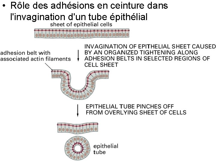 • Rôle des adhésions en ceinture dans l'invagination d'un tube épithélial Fig 19 • Rôle des adhésions en ceinture dans l'invagination d'un tube épithélial Fig 19