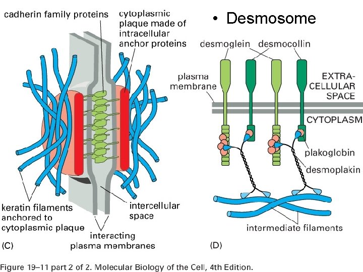 • Desmosome Fig 19 -11(C-D) • Desmosome Fig 19 -11(C-D)