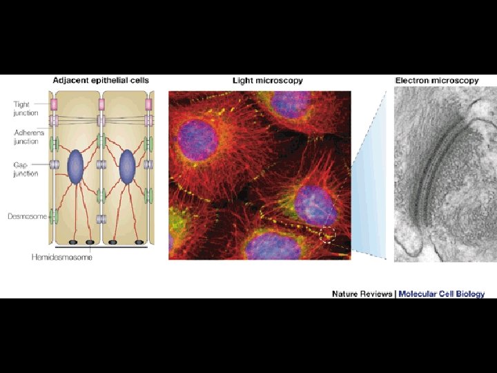 Nature Rev Mol Cell Biol Nature Rev Mol Cell Biol