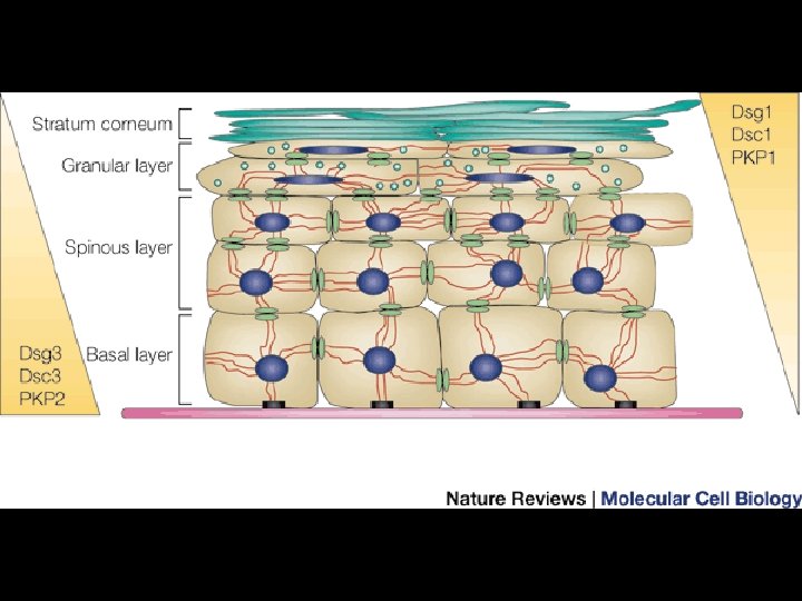 Nature Rev Mol Cell Biol Nature Rev Mol Cell Biol