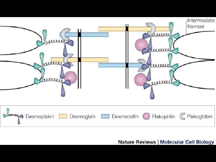 Nature Rev Mol Cell Biol Nature Rev Mol Cell Biol