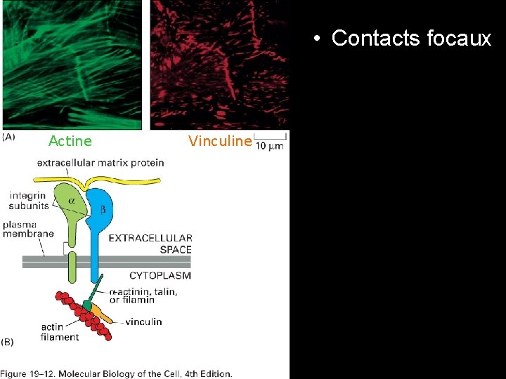 • Contacts focaux Actine Vinculine Fig 19 -12 • Contacts focaux Actine Vinculine Fig 19 -12