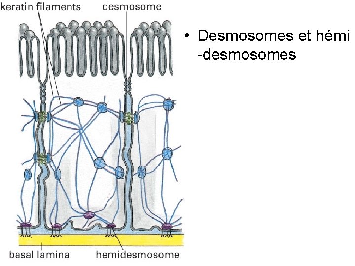 • Desmosomes et hémi -desmosomes Fig 19 -13 • Desmosomes et hémi -desmosomes Fig 19 -13
