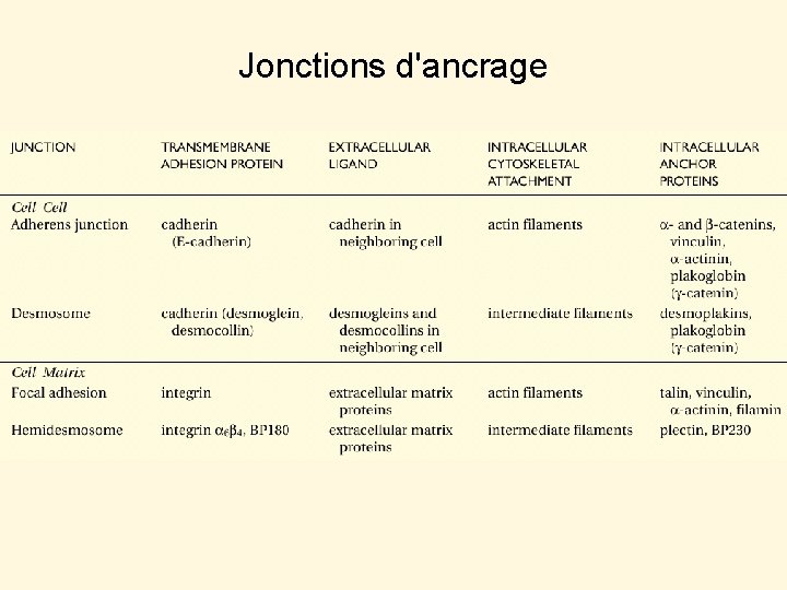 Jonctions d'ancrage Table 19 -2 Jonctions d'ancrage Table 19 -2