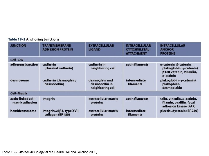 Table 19 -2 Molecular Biology of the Cell (© Garland Science 2008) Table 19 -2 Molecular Biology of the Cell (© Garland Science 2008)