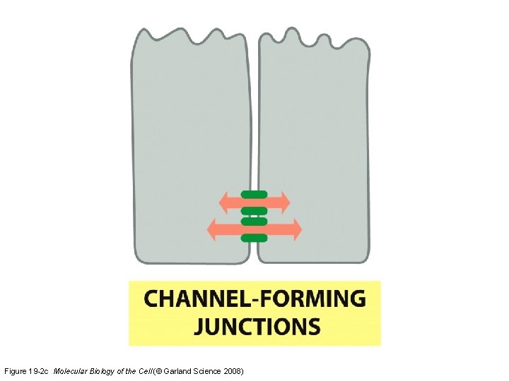 Figure 19 -2 c Molecular Biology of the Cell (© Garland Science 2008) Figure 19 -2 c Molecular Biology of the Cell (© Garland Science 2008)
