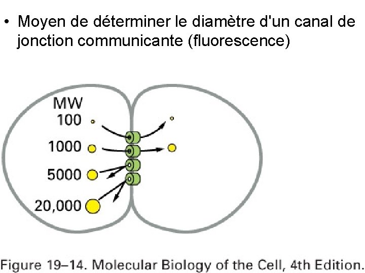 • Moyen de déterminer le diamètre d'un canal de jonction communicante (fluorescence) Fig • Moyen de déterminer le diamètre d'un canal de jonction communicante (fluorescence) Fig