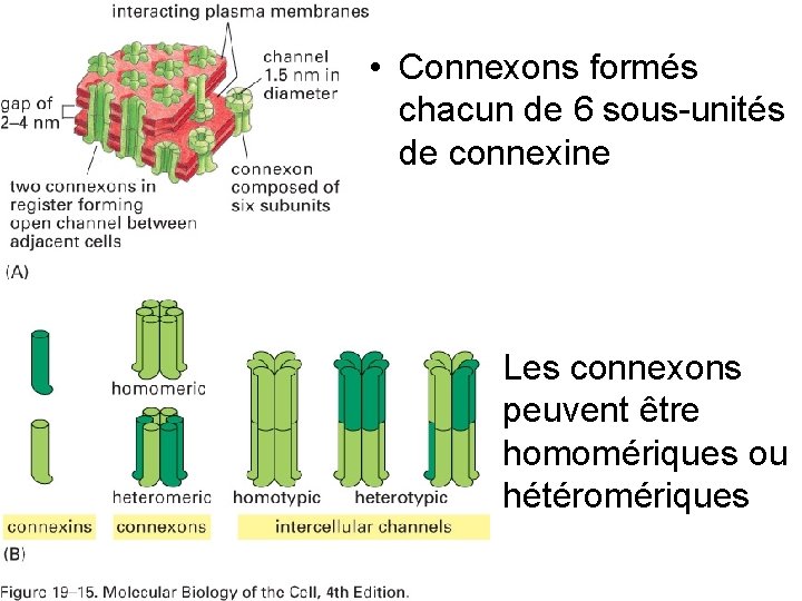 • Connexons formés chacun de 6 sous-unités de connexine Fig 19 -15 Les • Connexons formés chacun de 6 sous-unités de connexine Fig 19 -15 Les