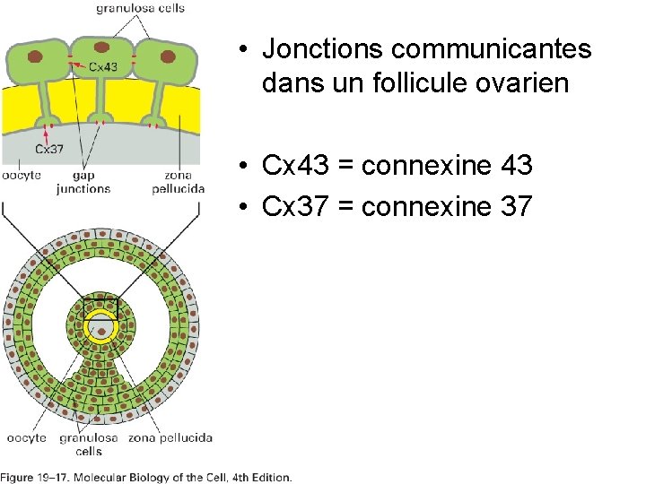 • Jonctions communicantes dans un follicule ovarien • Cx 43 = connexine 43 • Jonctions communicantes dans un follicule ovarien • Cx 43 = connexine 43