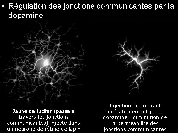 • Régulation des jonctions communicantes par la dopamine Fig 19 -18 Jaune de • Régulation des jonctions communicantes par la dopamine Fig 19 -18 Jaune de