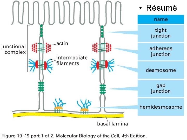• Résumé Fig 19 -19 • Résumé Fig 19 -19