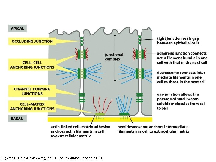 Figure 19 -3 Molecular Biology of the Cell (© Garland Science 2008) Figure 19 -3 Molecular Biology of the Cell (© Garland Science 2008)