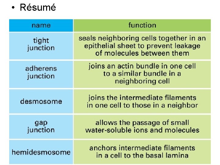 • Résumé Fig 19 -19 • Résumé Fig 19 -19