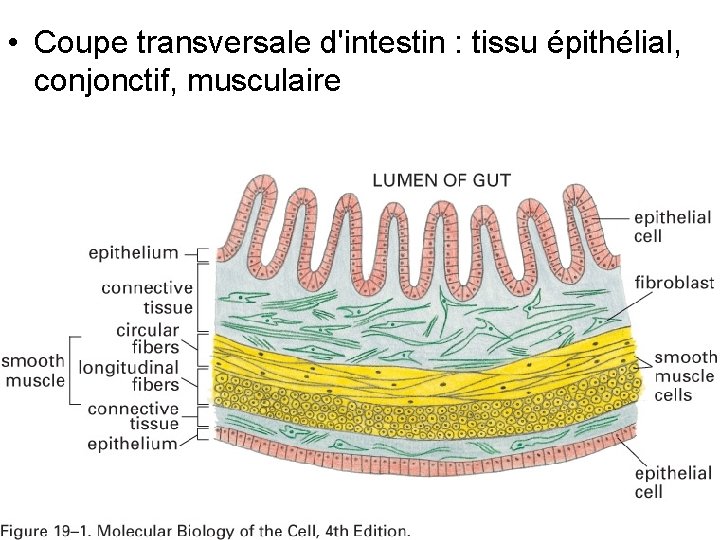 • Coupe transversale d'intestin : tissu épithélial, conjonctif, musculaire Fig 19 -1 • Coupe transversale d'intestin : tissu épithélial, conjonctif, musculaire Fig 19 -1