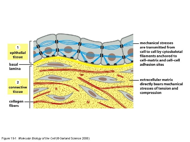 Figure 19 -1 Molecular Biology of the Cell (© Garland Science 2008) Figure 19 -1 Molecular Biology of the Cell (© Garland Science 2008)