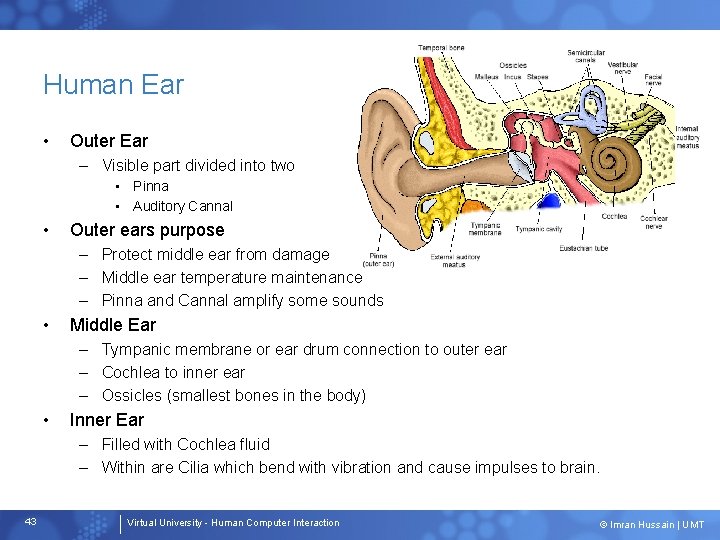 Human Ear • Outer Ear – Visible part divided into two • Pinna •