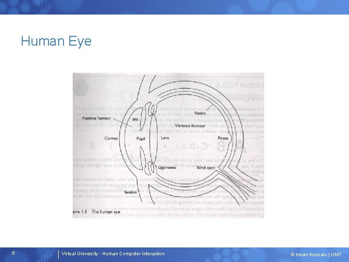 Human Eye 5 Virtual University - Human Computer Interaction © Imran Hussain | UMT