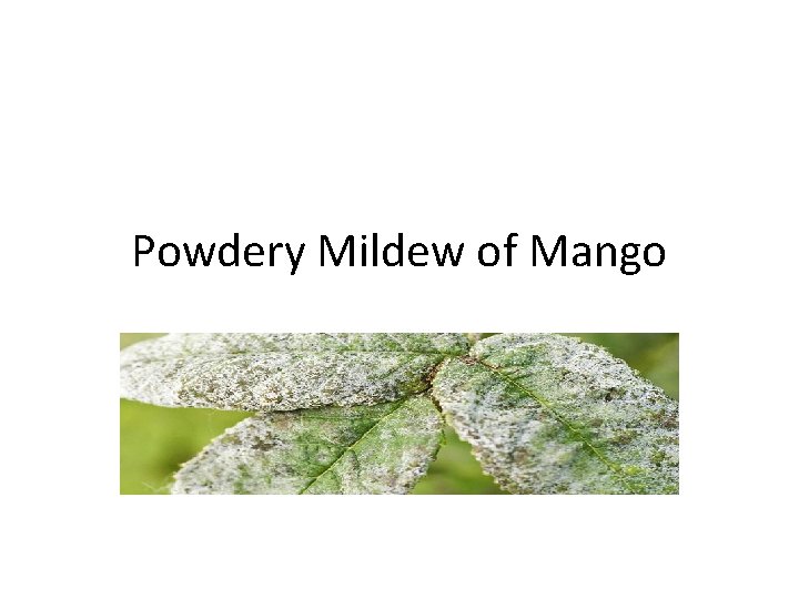 Powdery Mildew of Mango 