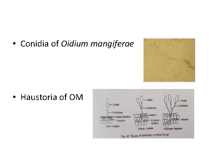  • Conidia of Oidium mangiferae • Haustoria of OM 