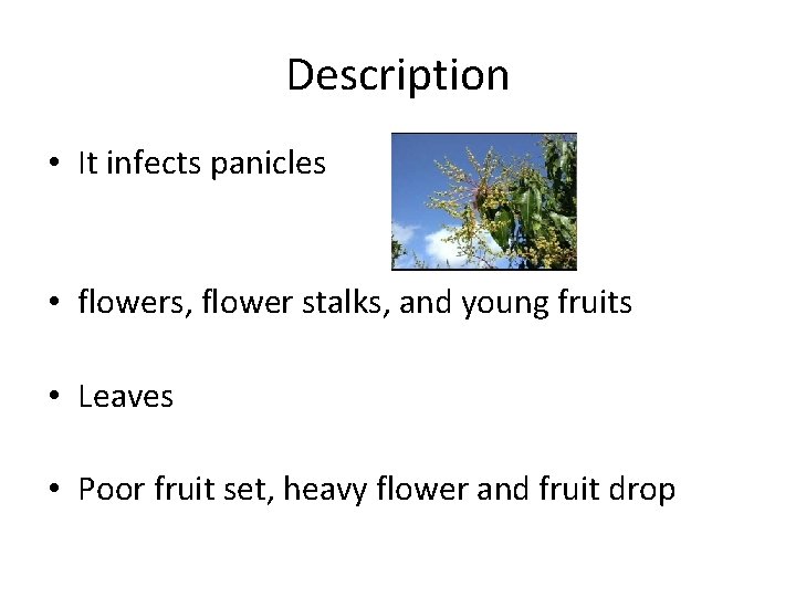 Description • It infects panicles • flowers, flower stalks, and young fruits • Leaves