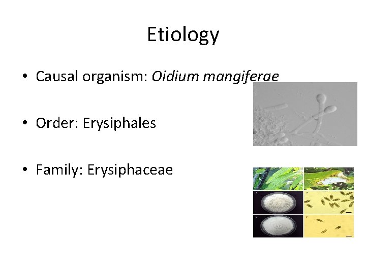 Etiology • Causal organism: Oidium mangiferae • Order: Erysiphales • Family: Erysiphaceae 