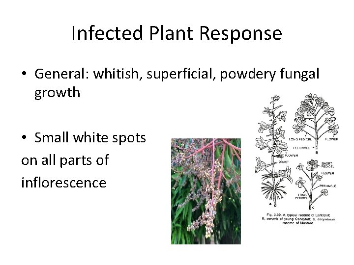 Infected Plant Response • General: whitish, superficial, powdery fungal growth • Small white spots