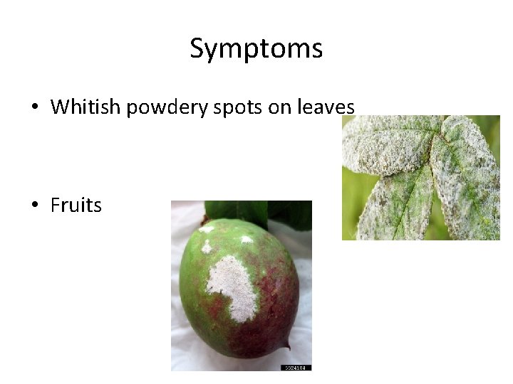Symptoms • Whitish powdery spots on leaves • Fruits 