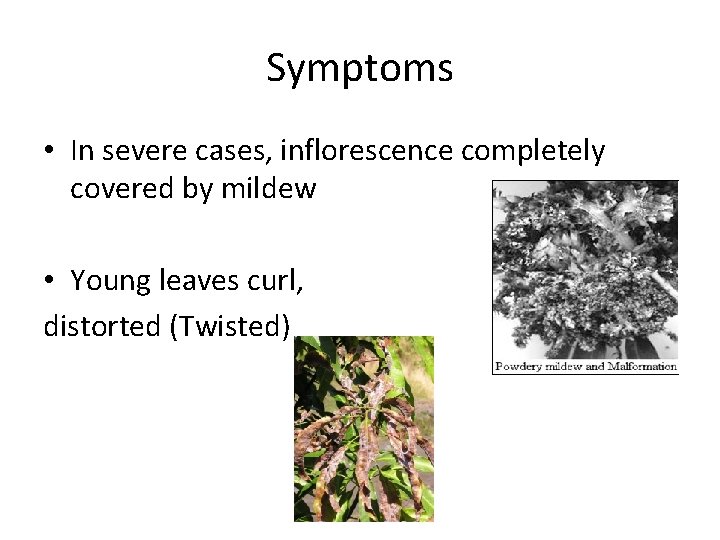 Symptoms • In severe cases, inflorescence completely covered by mildew • Young leaves curl,