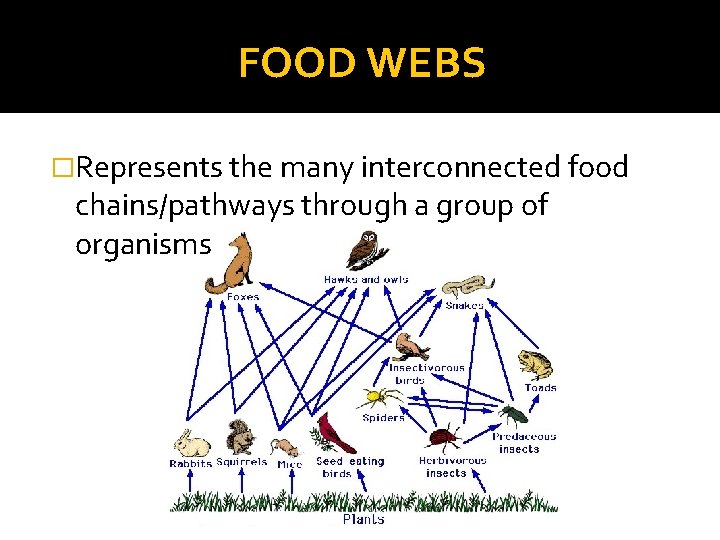 FOOD WEBS �Represents the many interconnected food chains/pathways through a group of organisms 