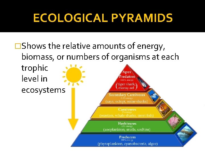 ECOLOGICAL PYRAMIDS �Shows the relative amounts of energy, biomass, or numbers of organisms at