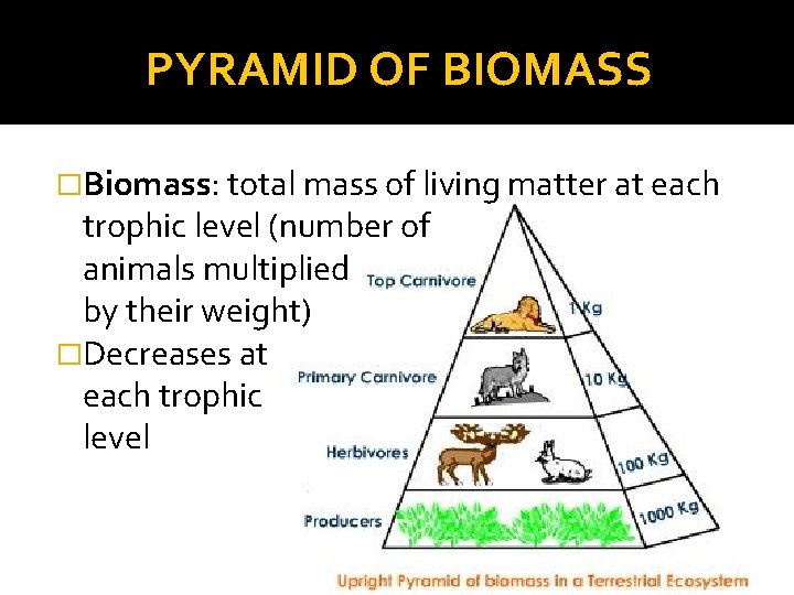 PYRAMID OF BIOMASS �Biomass: total mass of living matter at each trophic level (number