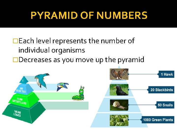 PYRAMID OF NUMBERS �Each level represents the number of individual organisms �Decreases as you