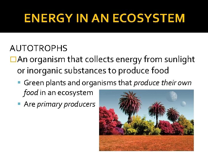 ENERGY IN AN ECOSYSTEM AUTOTROPHS �An organism that collects energy from sunlight or inorganic