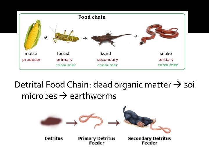 Detrital Food Chain: dead organic matter soil microbes earthworms 