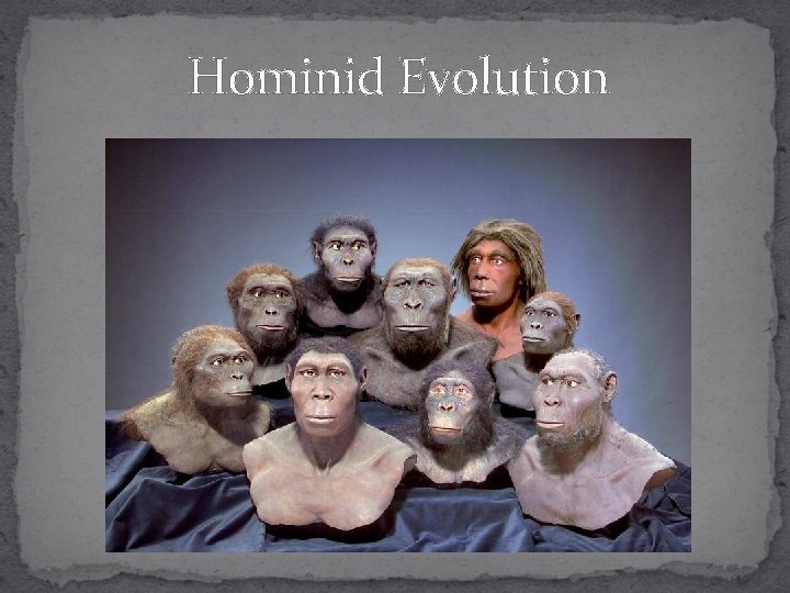 Hominid Evolution 