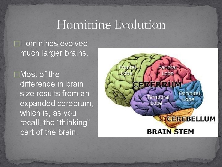 Hominine Evolution �Hominines evolved much larger brains. �Most of the difference in brain size