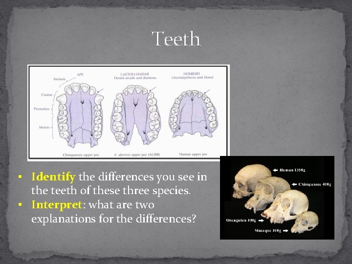 Teeth • Identify the differences you see in the teeth of these three species.