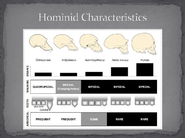 Hominid Characteristics 