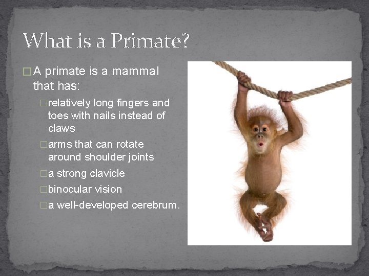 What is a Primate? � A primate is a mammal that has: �relatively long