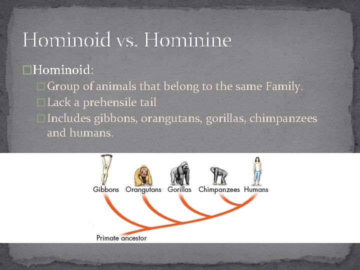 Hominoid vs. Hominine �Hominoid: � Group of animals that belong to the same Family.