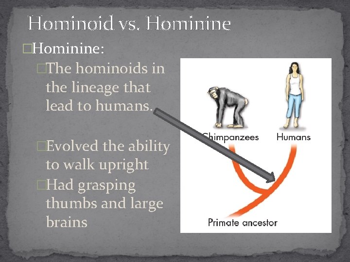 Hominoid vs. Hominine �Hominine: �The hominoids in the lineage that lead to humans. �Evolved