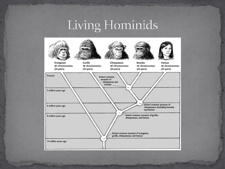 Living Hominids 