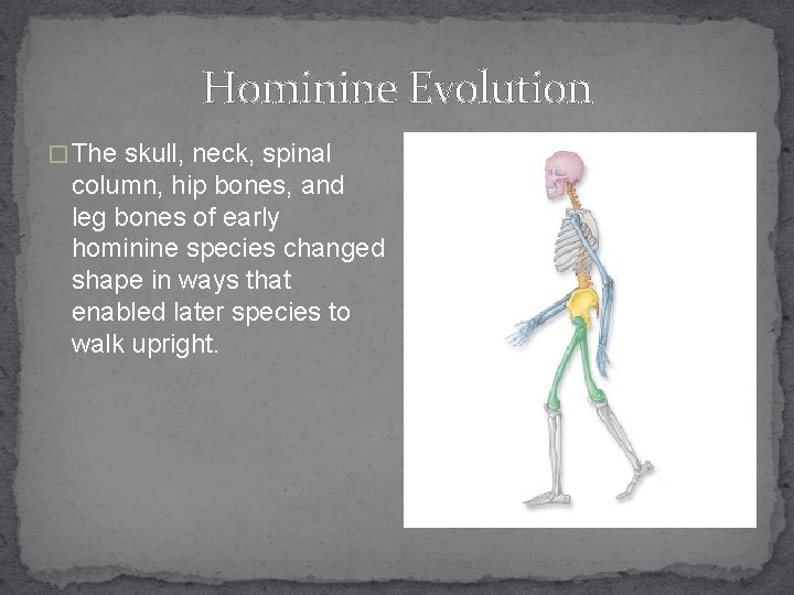 Hominine Evolution � The skull, neck, spinal column, hip bones, and leg bones of