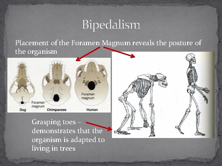 Bipedalism Placement of the Foramen Magnum reveals the posture of the organism Grasping toes