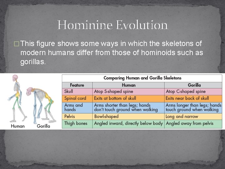 Hominine Evolution � This figure shows some ways in which the skeletons of modern
