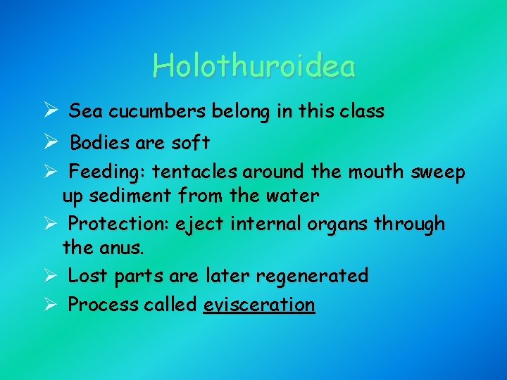 Holothuroidea Ø Sea cucumbers belong in this class Ø Bodies are soft Ø Feeding: