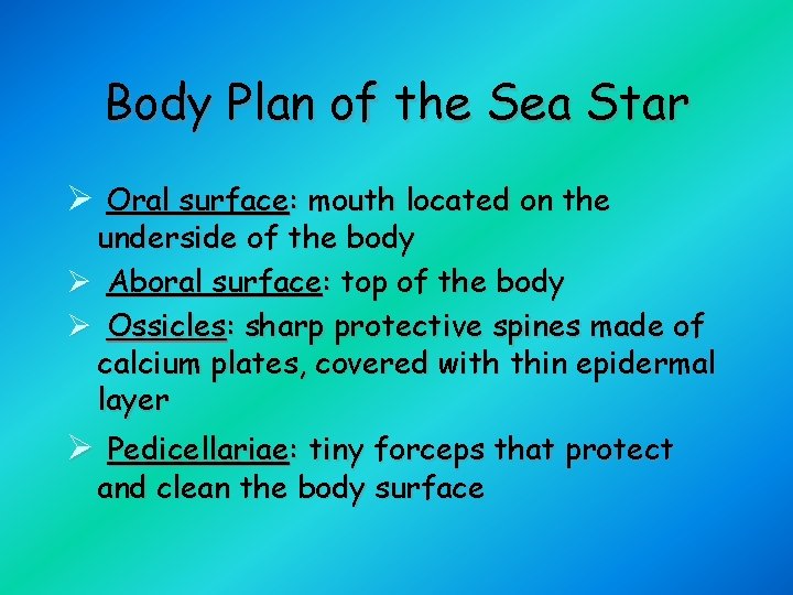 Body Plan of the Sea Star Ø Oral surface: mouth located on the underside