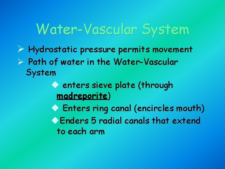 Water-Vascular System Ø Hydrostatic pressure permits movement Ø Path of water in the Water-Vascular