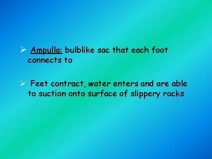 Ø Ampulla: bulblike sac that each foot connects to Ø Feet contract, water enters